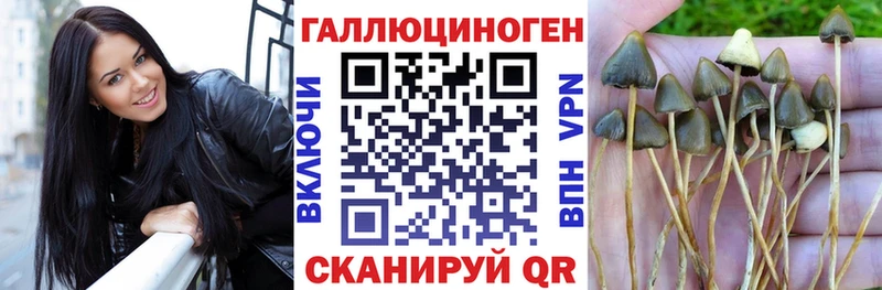 Псилоцибиновые грибы Psilocybe  Горно-Алтайск 